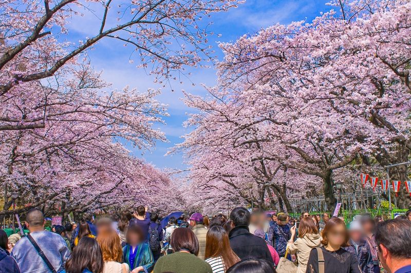 武川赏樱花活动